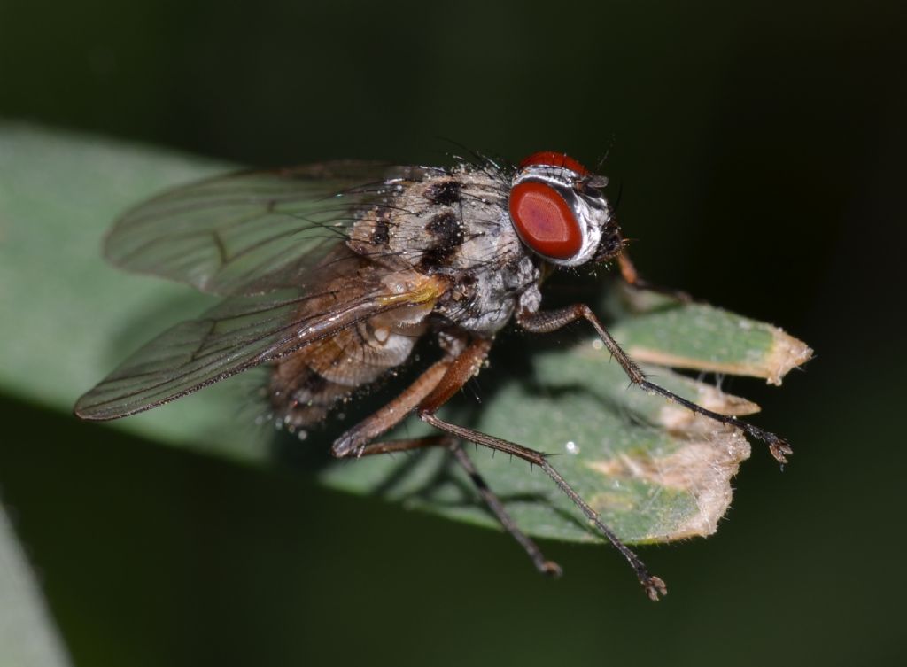 maschio di Helina clara